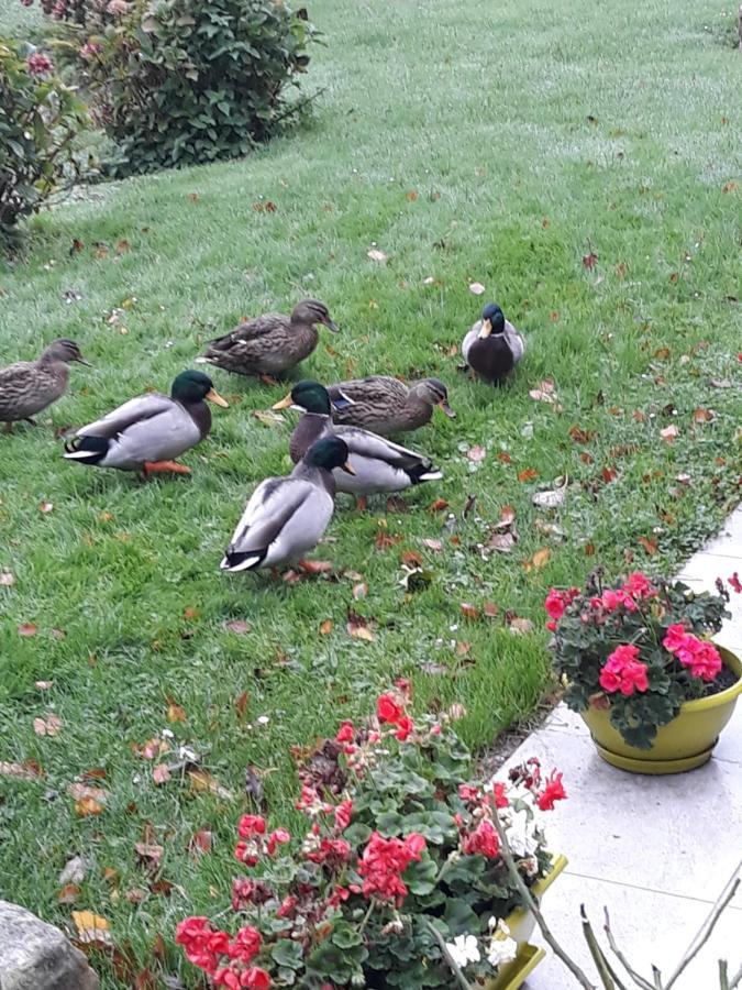 La Mare Aux Canards Sassetot-le-Mauconduit Екстериор снимка